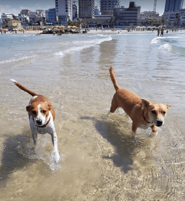 Bob and Lucy