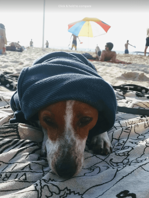 Bob the beach
